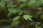 Mapleleaf viburnum